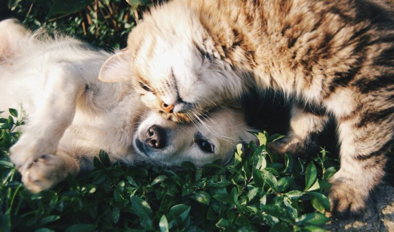 adoption chien chat